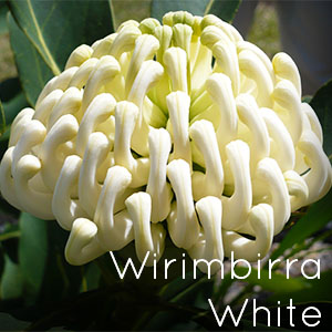 Photo of Wirimbirra White Waratah flower